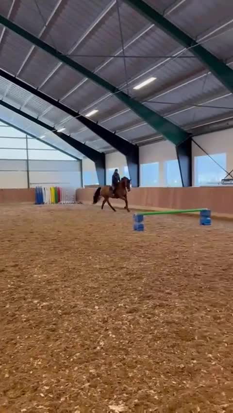 Dressyr hästar till salu: SWB 6 årig valack Hopp/Dressyr grundskolad - Video 4