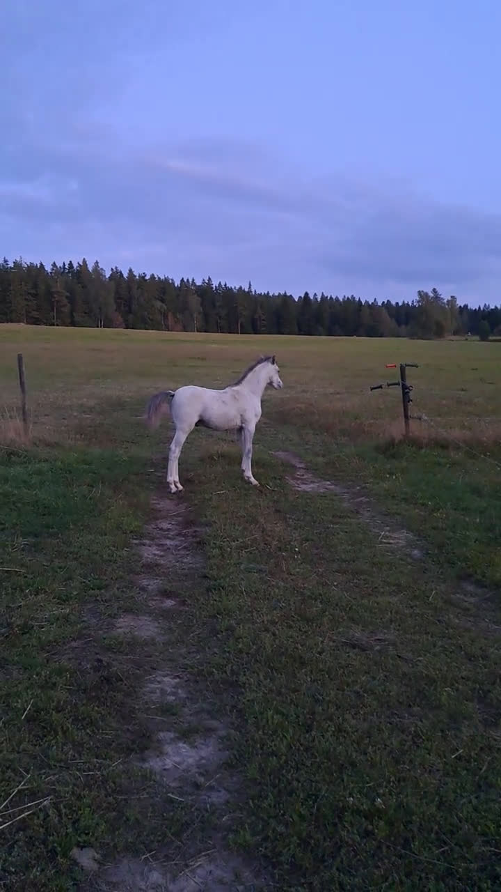  avel finnes: Welsh partbred hingsten Cameron TG - Video 1