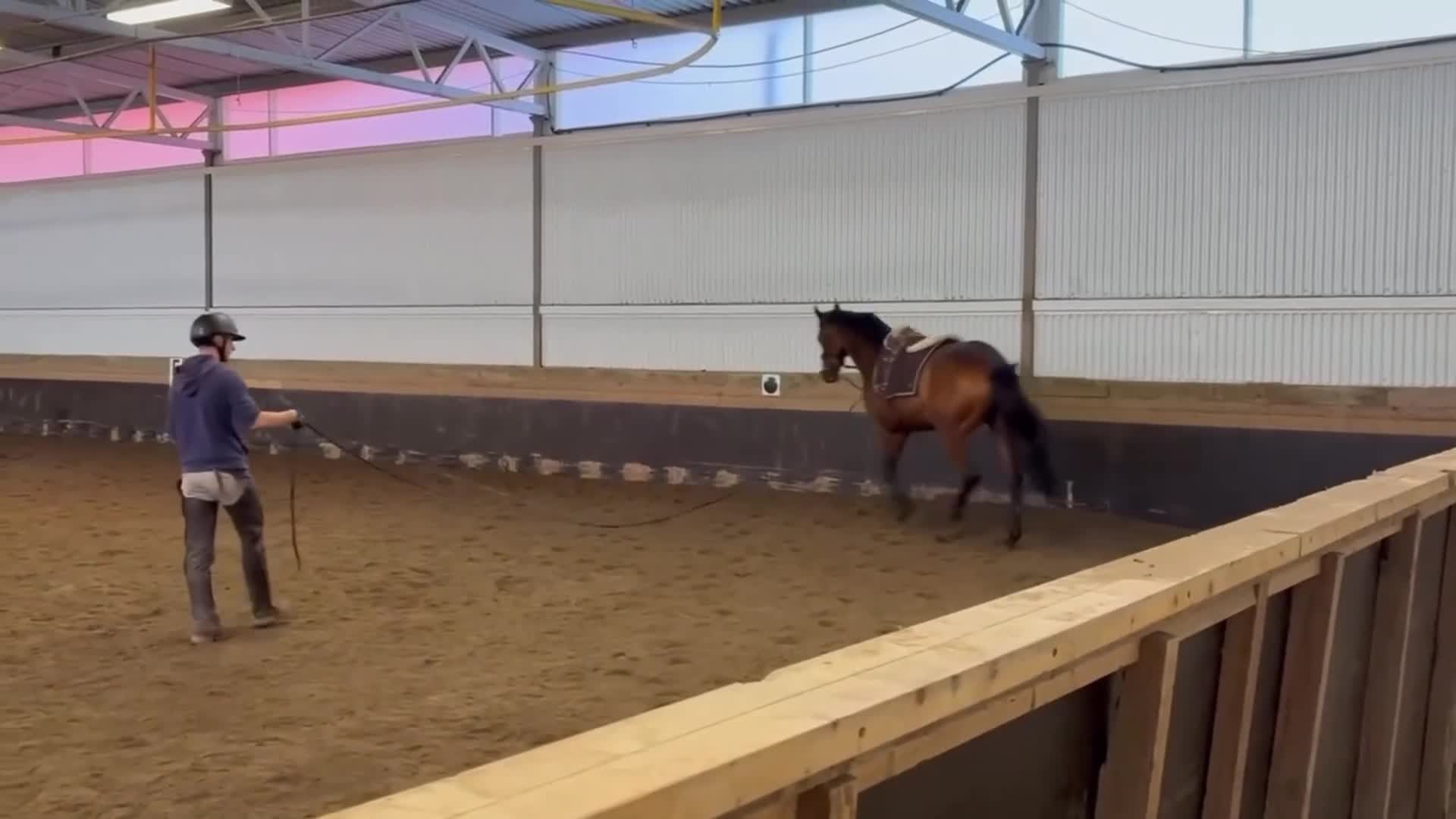 Allround hästar till salu: välridet och energiskt sto i Västerås - Video 1