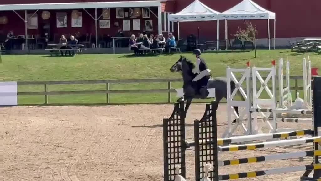 Hoppning hästar till salu: 4-årigt sto e. Silber sky - Video 3