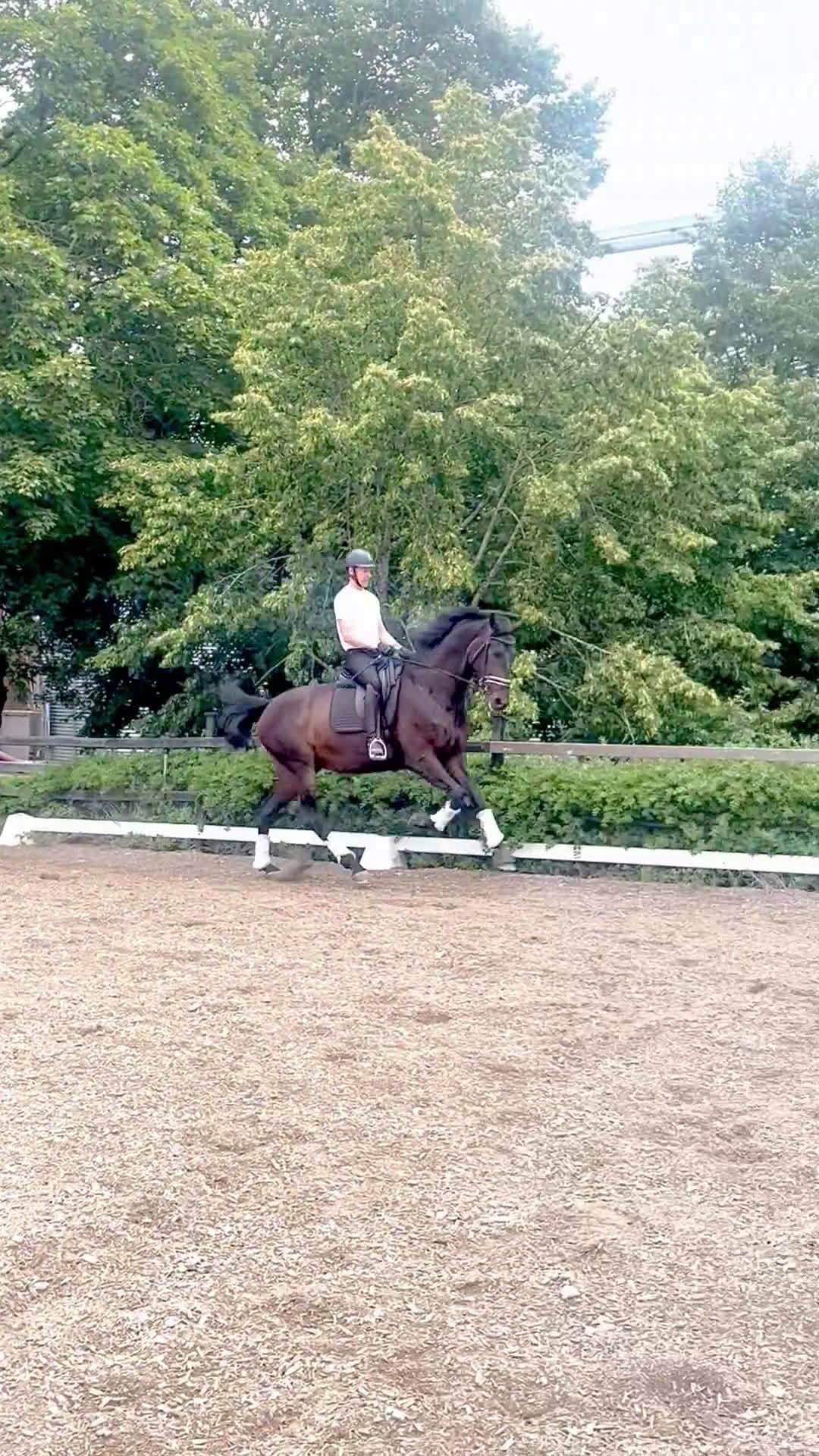 Dressyr hästar till salu: 8 årig valack med mycket kvalitet i Örsundsbro - Video 3