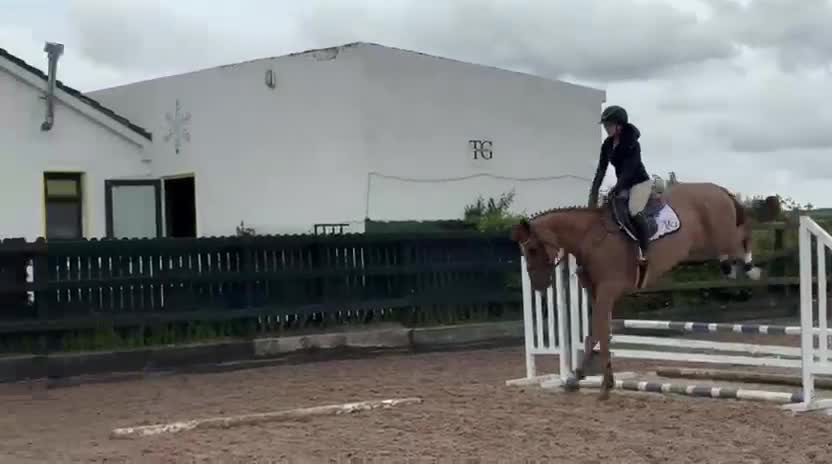 Hoppning hästar till salu: Supertrevlig 6åring 🌷 - Video 1