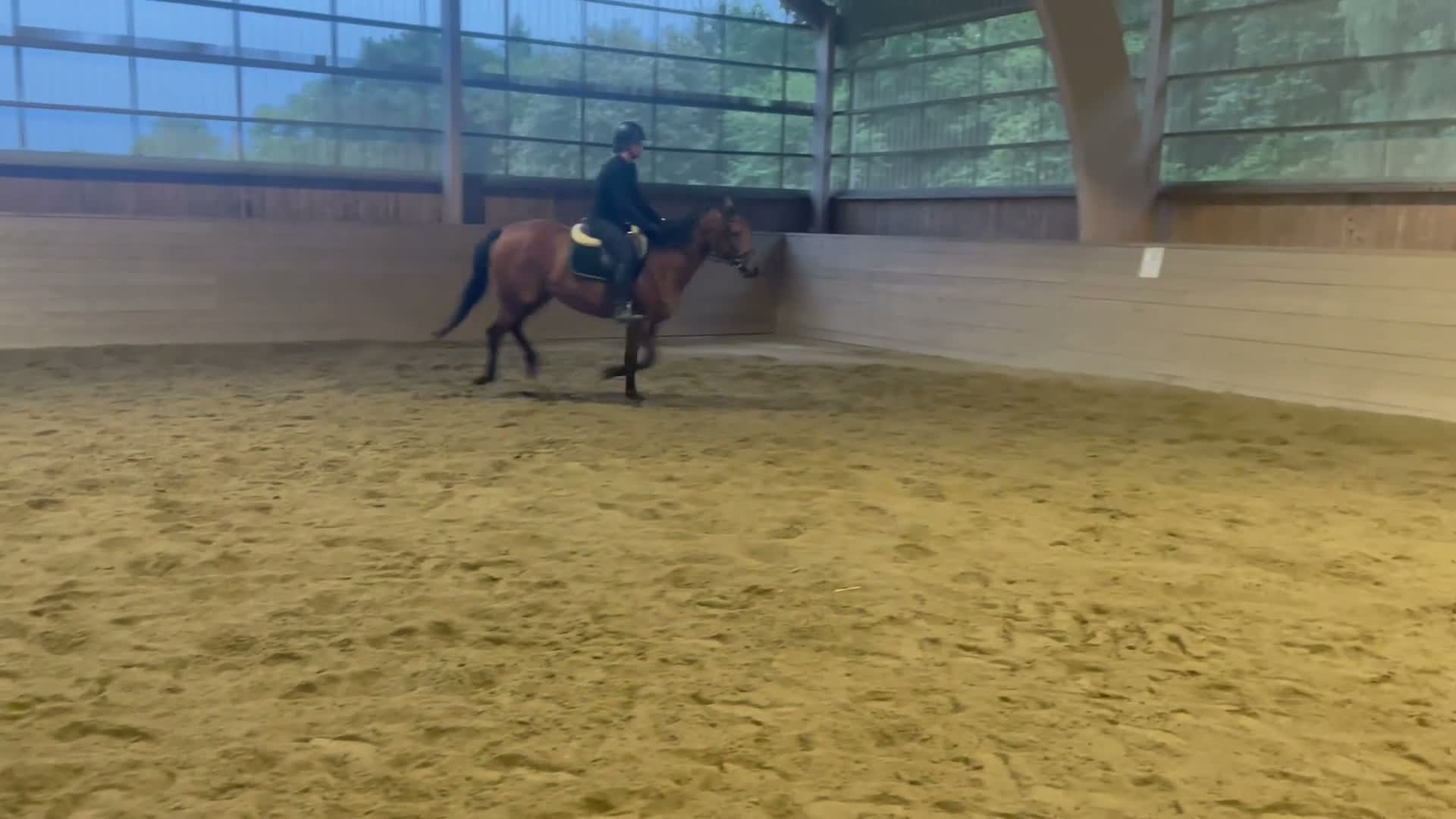 Hoppning hästar till salu: 3-årigt SWB sto av mindre modell  - Video 1