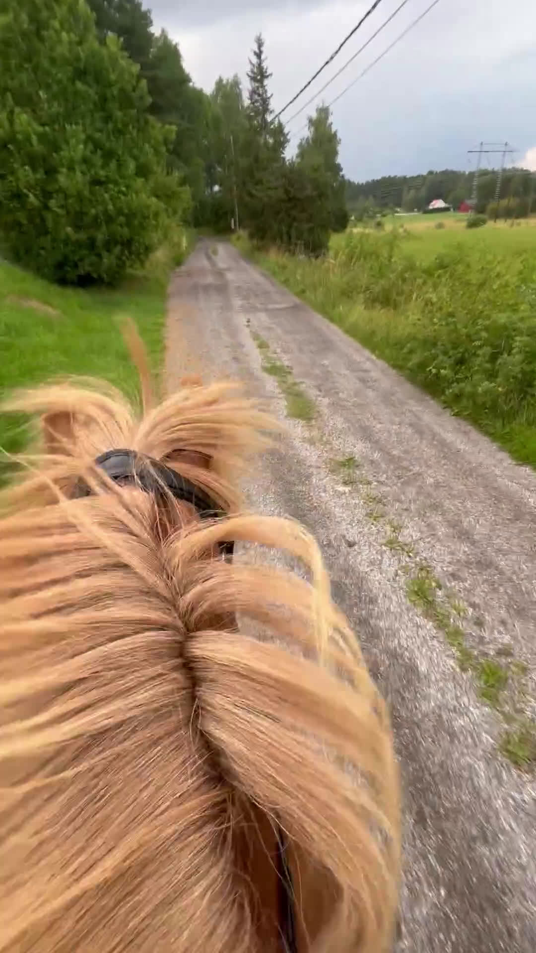 Island hästar till salu: Fantastiskt sto i Häggeby - Video 2