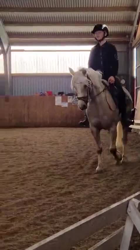 Hoppning hästar till salu: ✨️ Kvalitetsponny till salu ✨️ - Video 4