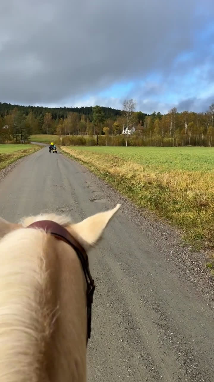 Allround hästar till salu: Underbar Shetlandsponny  i Årjäng - Video 1