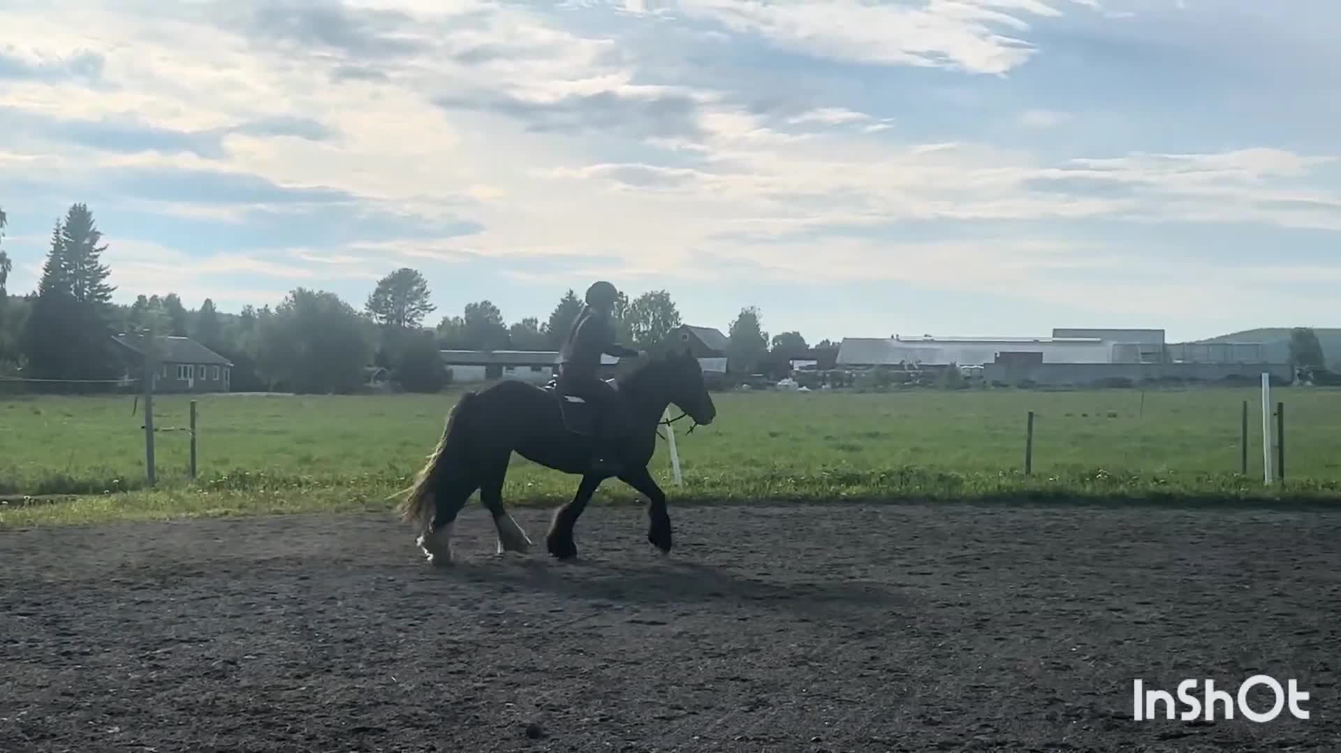 Allround hästar till salu: Perfekta ungponnyn med framtiden framför sig! - Video 4