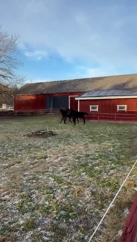 Avelshästar hästar till salu: Snyggt avelssto Dressyr - Video 1