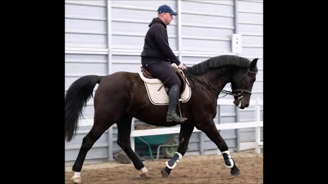 Allround hästar till salu: Charming sweet Silesian-partner for everybody i Örsundsbro - Video 1