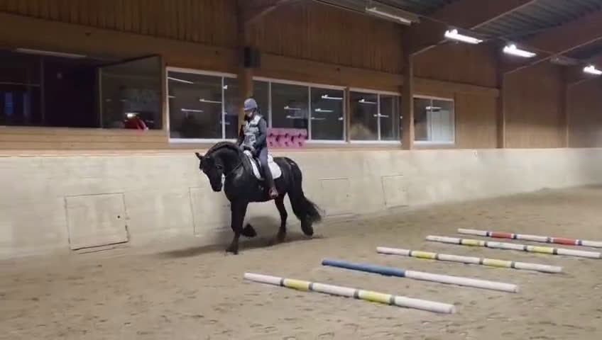 Allround hästar till salu: Sirius en lyxig drömhäst - Video 4