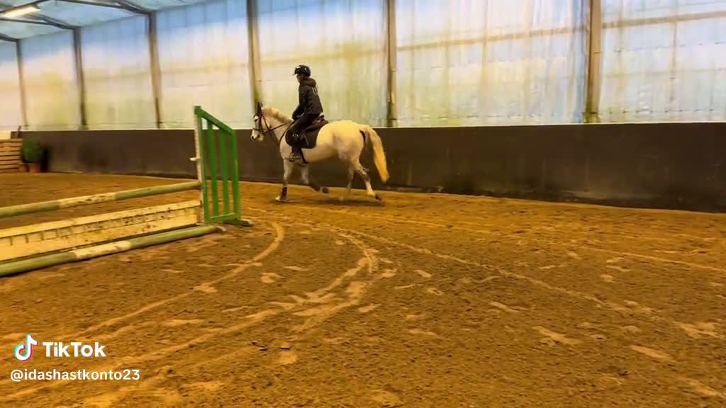 Hoppning hästar till salu: Bästa kompis, Ungponny SM 2026 i Fjärås - Video 2