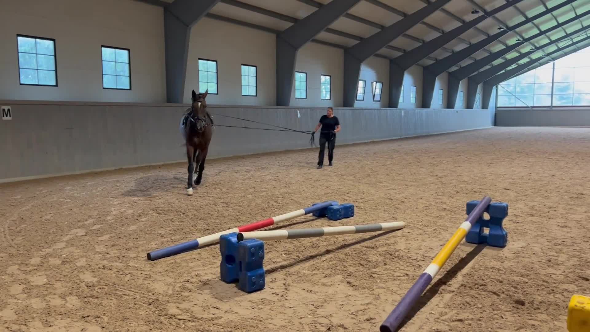 Allround hästar till salu: Fantastiskt sto  i Höganäs - Video 2