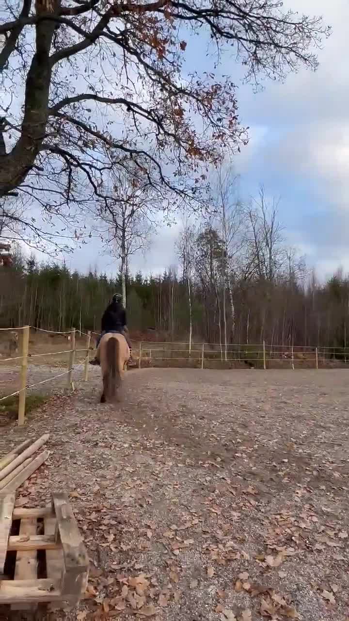  medryttarhäst sökes: Medryttarhäst sökes i Enköping - Video 1