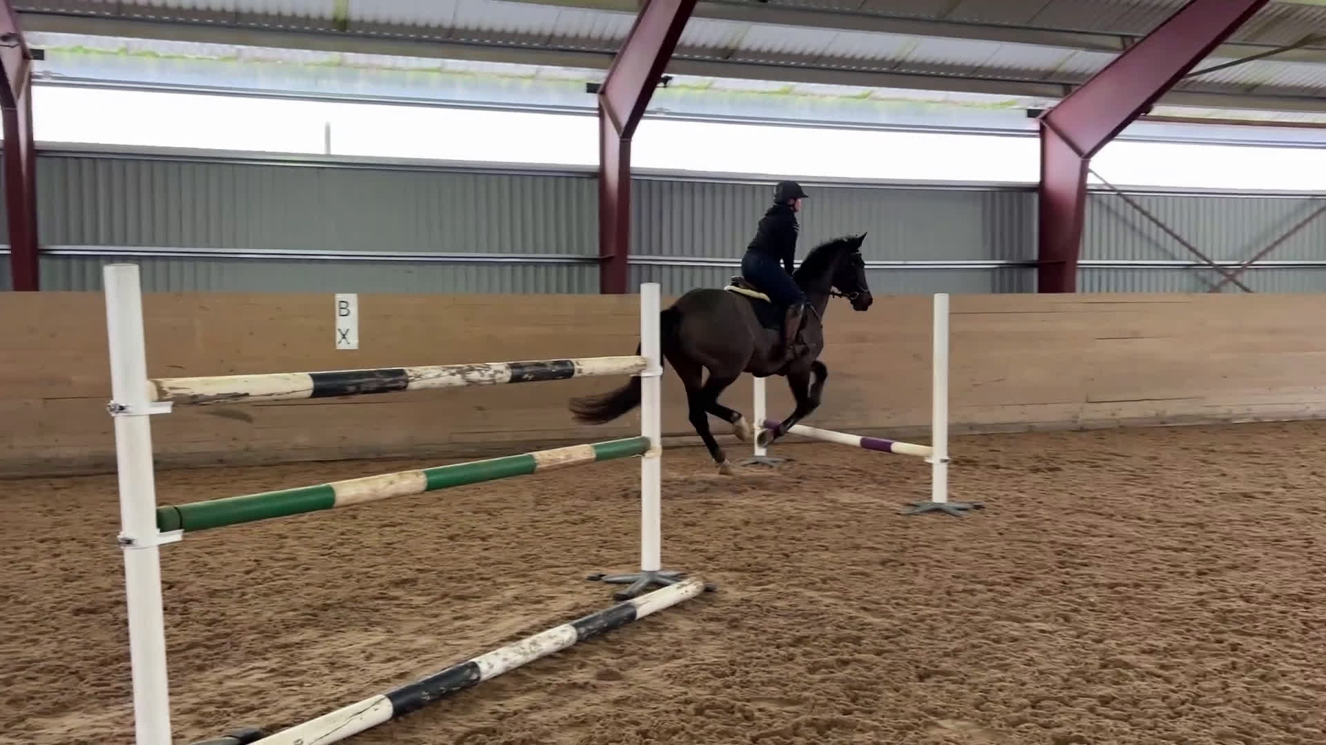 Hoppning hästar till salu: Trevligt sto född 2013 - Video 1