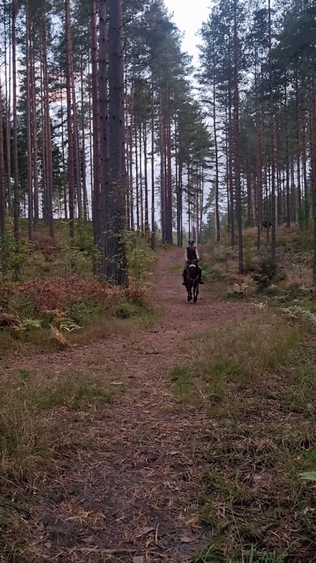 Allround hästar till salu: Gudasnäll skogsmulle i Motala - Video 1