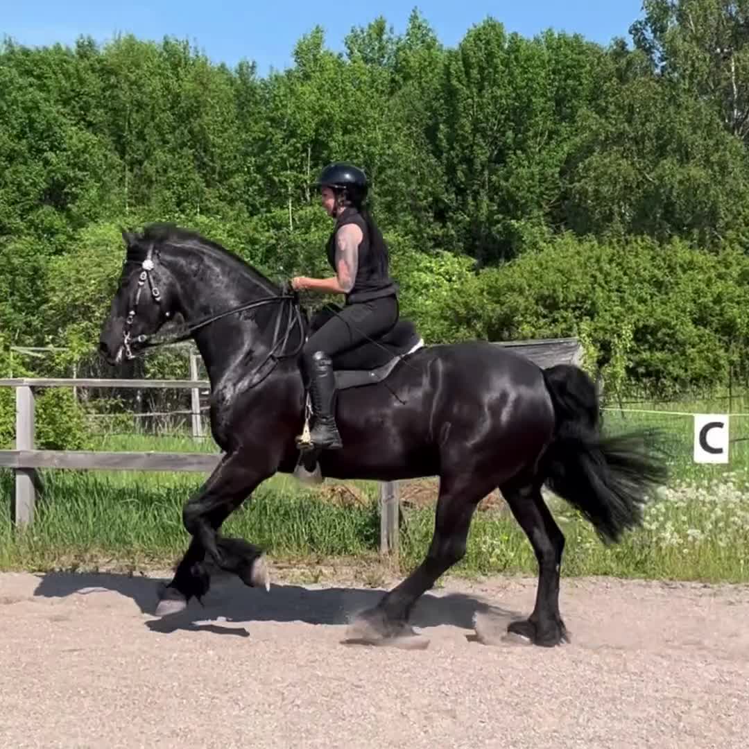  medryttarhäst finnes: Stor kille, stor personlighet  - Video 1