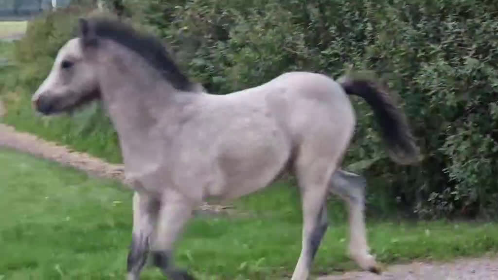 Allround hästar till salu: Rar welsh mountainkille i Stenkullen - Video 1