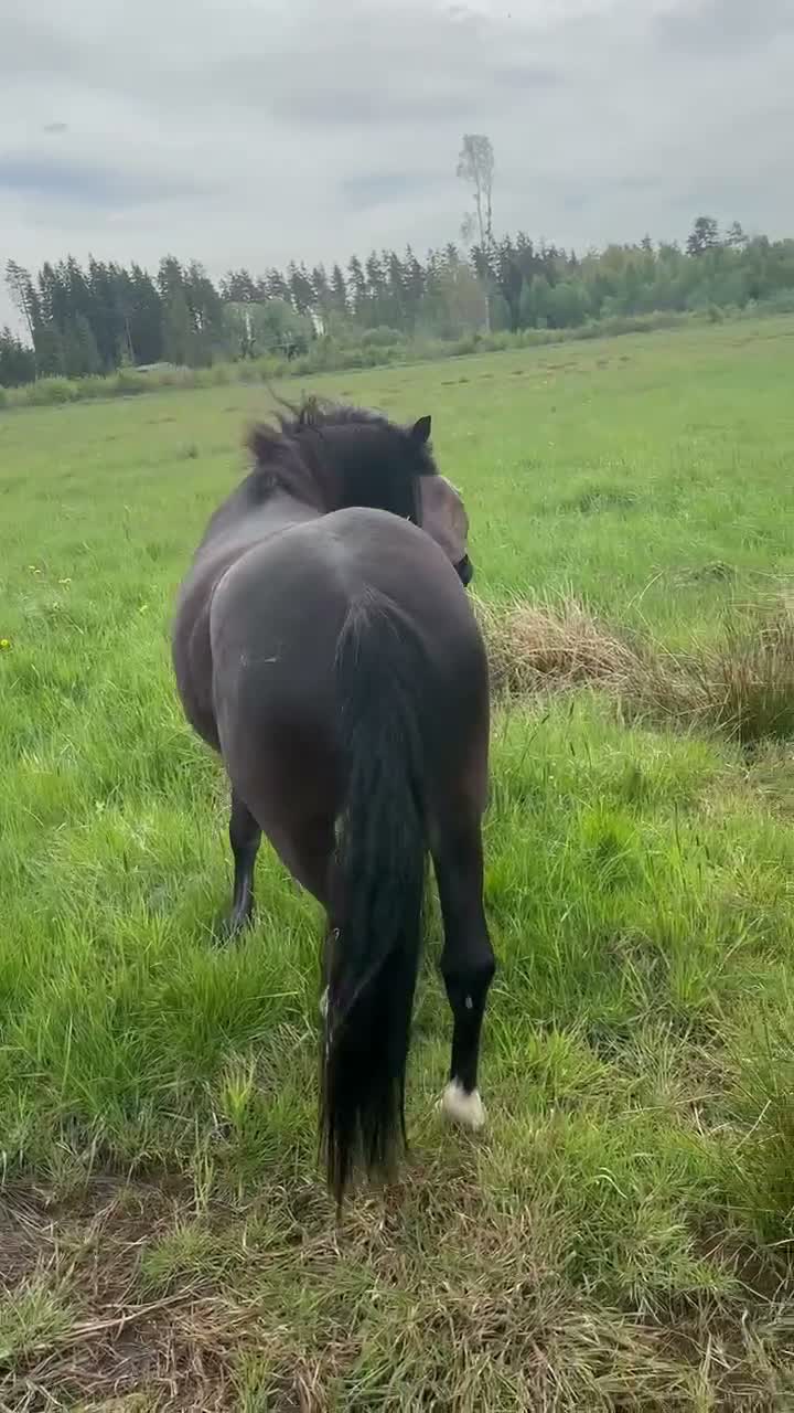 Allround hästar till salu: Superfin B -ponny - Video 2