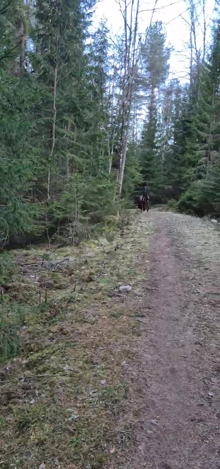 Allround hästar till salu: 🌟Sibborp’s Elwira🌟 - Video 5