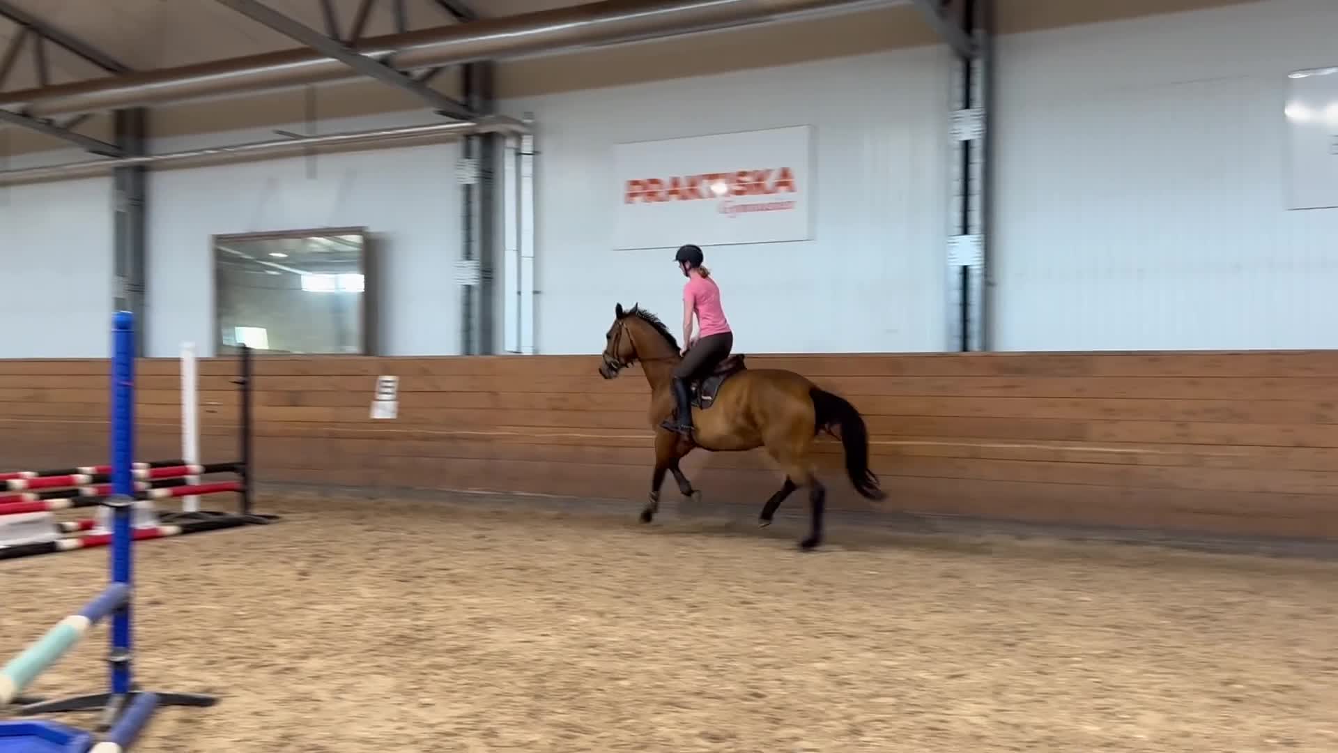 Allround hästar till salu: Trevligt sto - Video 2