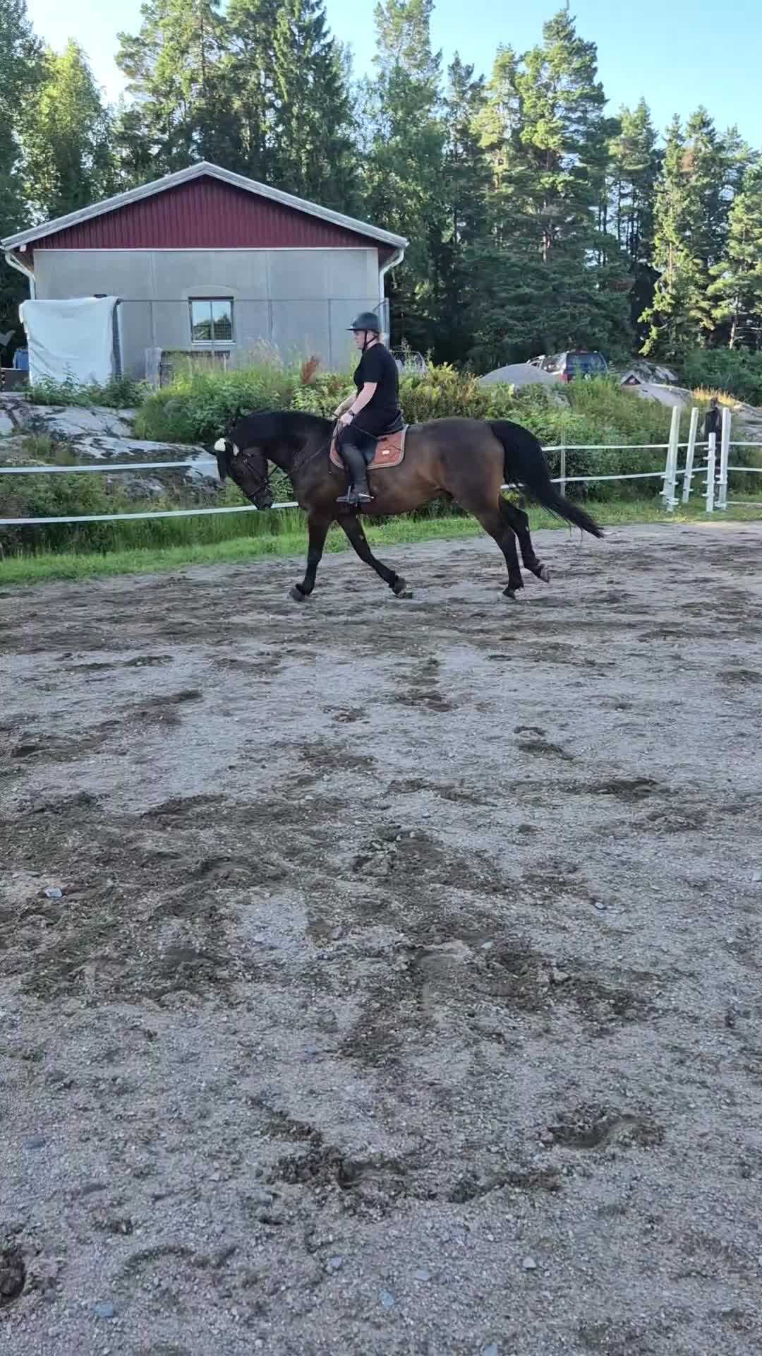 Allround hästar till salu: Trevlig SWB valack - Video 2