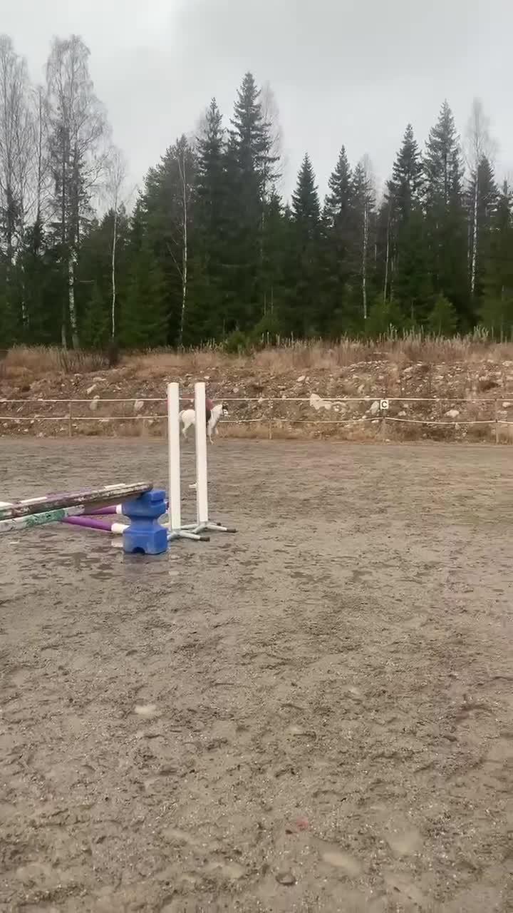 Allround hästar till salu: Socker­söt B-ponny med stor charm  i Sundsvall - Video 1