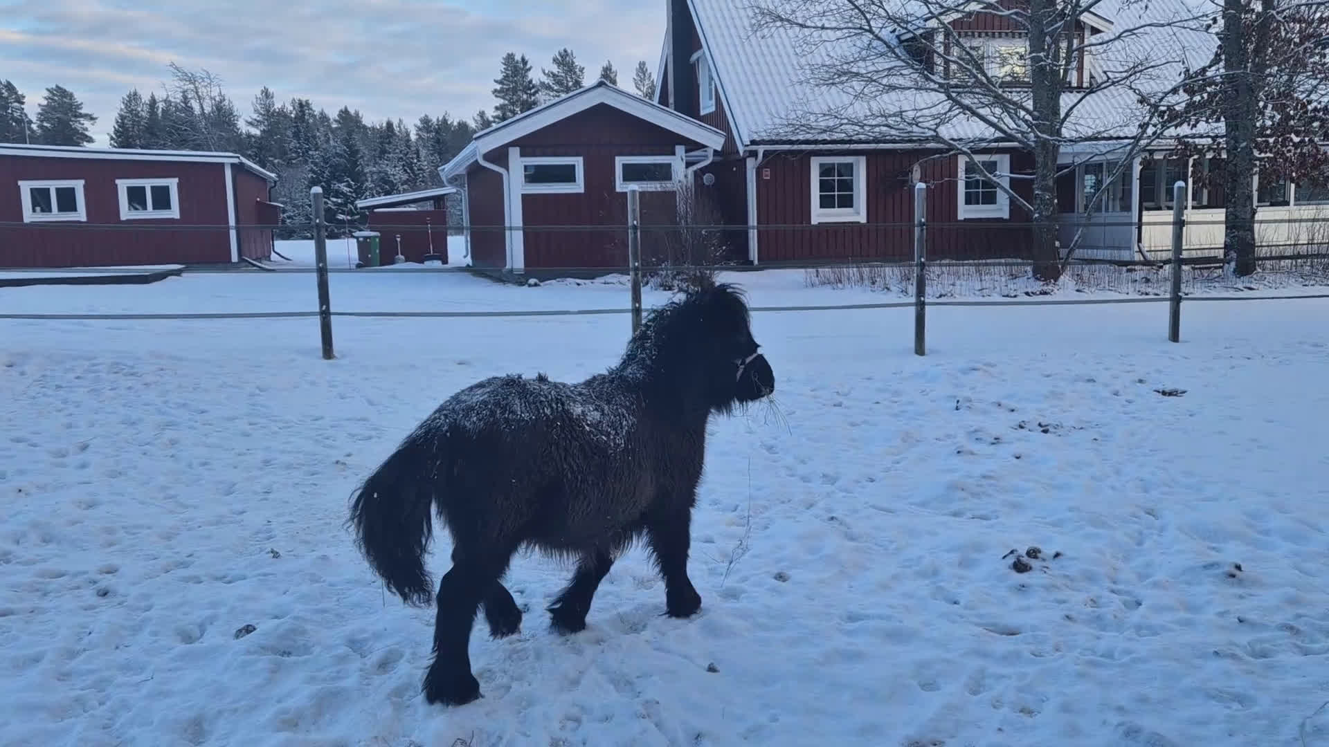 Allround hästar till salu: Intressekoll i Umeå - Video 1