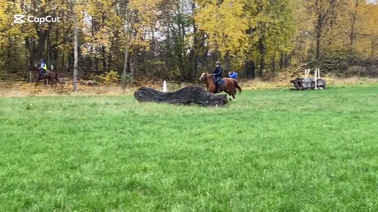 Allround hästar till salu: Läromästare söker nytt hem! i Vallentuna - Video 2