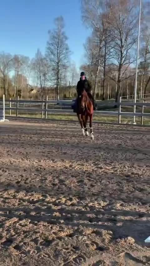 Hoppning hästar till salu: 🌟 SWB HOPPHÄST 🌟 - Video 4