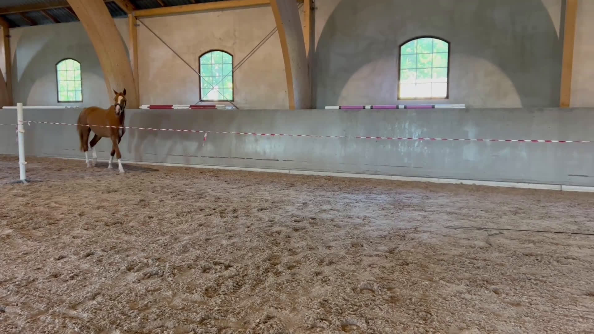 Allround hästar till salu: Ädel Valack i Ljungby - Video 1