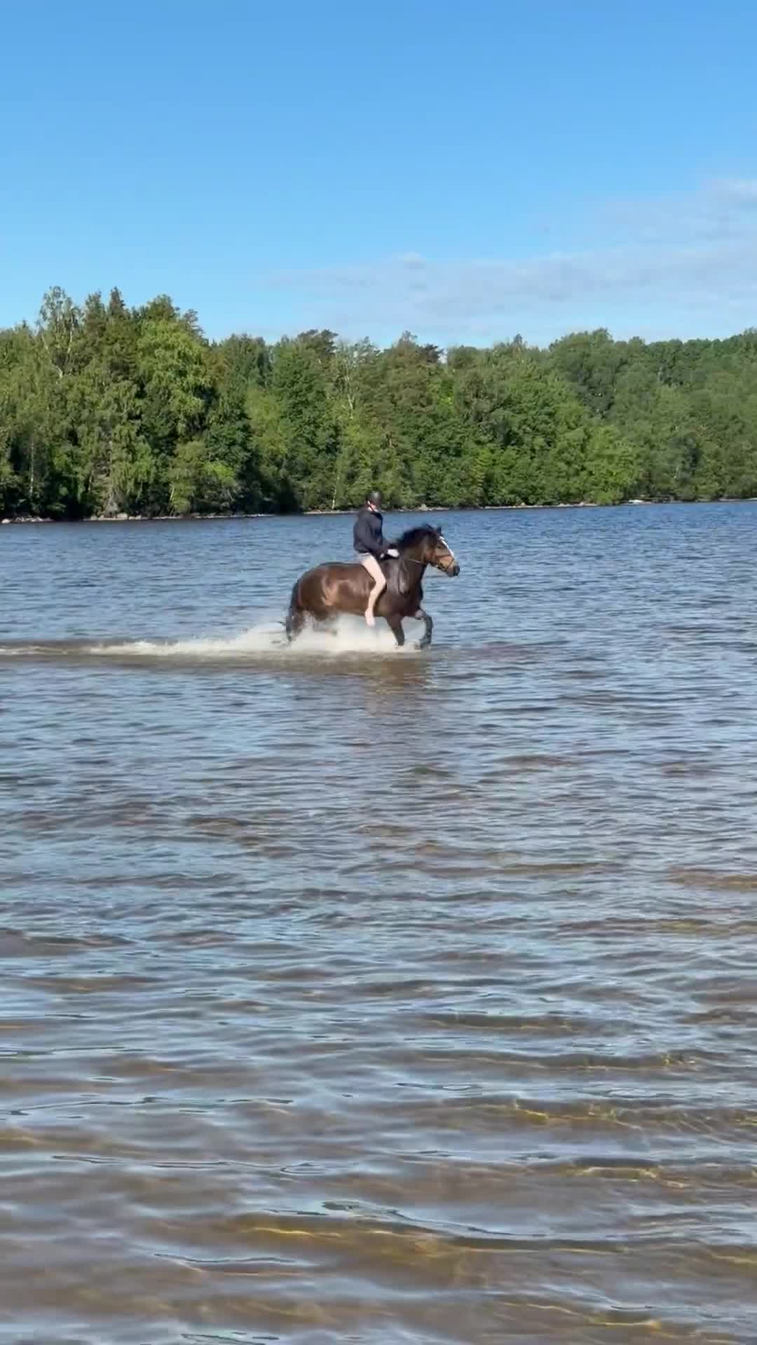 Hoppning hästar till salu: Super trevlig B-ponny  - Video 2