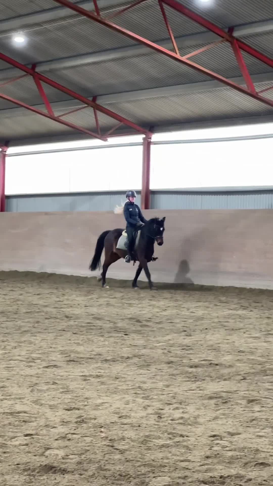 Dressyr hästar till salu: Fantastiskt D-ponny sto efter Dimaggio Black - Video 2