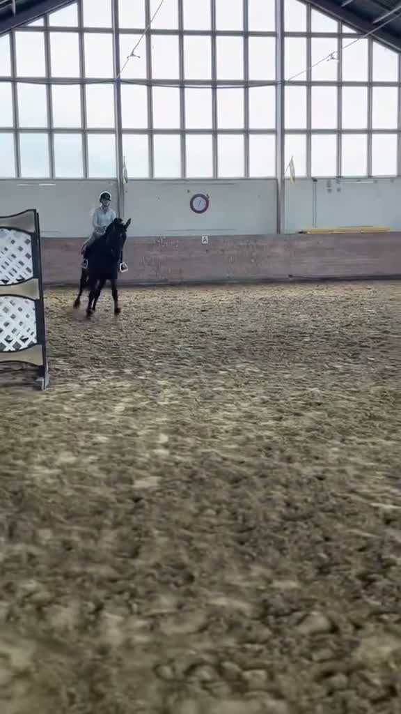 Hoppning hästar till salu: Sto för dom största klasserna  - Video 1