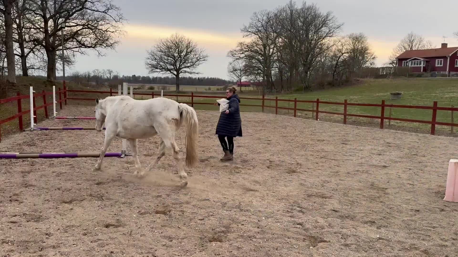 Allround hästar till salu: Cool och snäll kille - Video 3