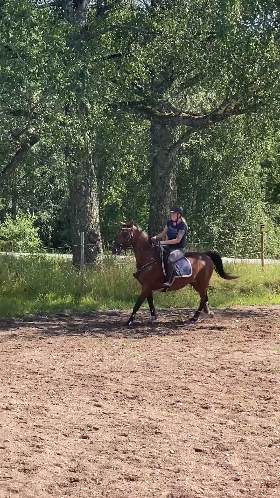 Allround hästar till salu: Intressekoll KWPN sto i Nässjö - Video 2