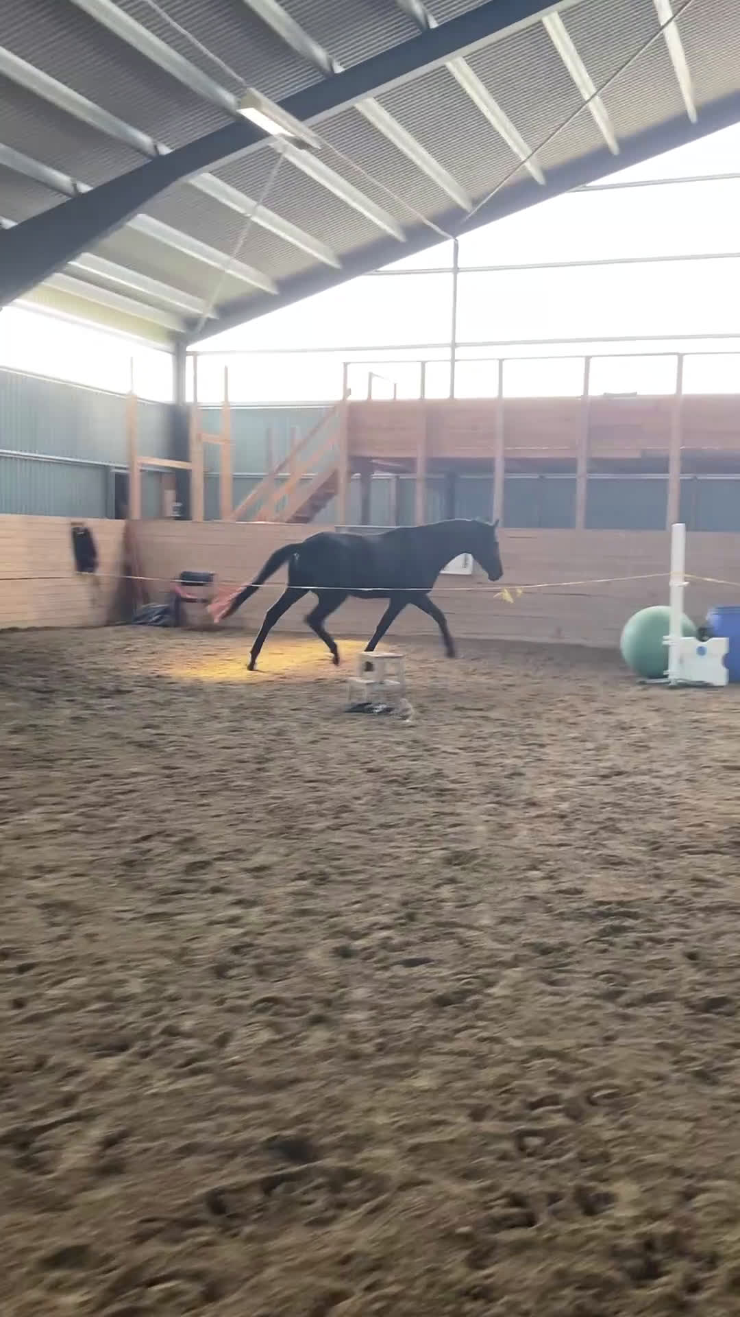 Dressyr hästar till salu: Snäll och talangfull kille efter Janeiro Platinum  i Knivsta - Video 1