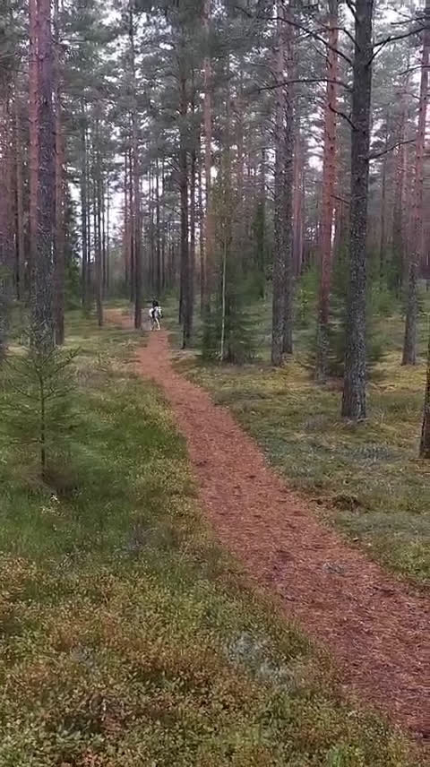 Allround hästar till salu: Hopphäst varit i avel nu i form igen i Rönneshytta - Video 1
