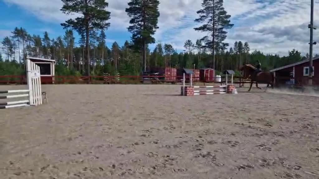 Hoppning hästar till salu: Fin Fyraåring  i Viksjöfors - Video 4