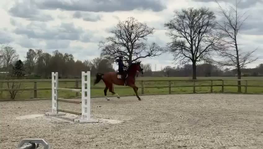 Hoppning hästar till salu: Tävlingssto med stort hjärta och kapacitet i Västerås - Video 2