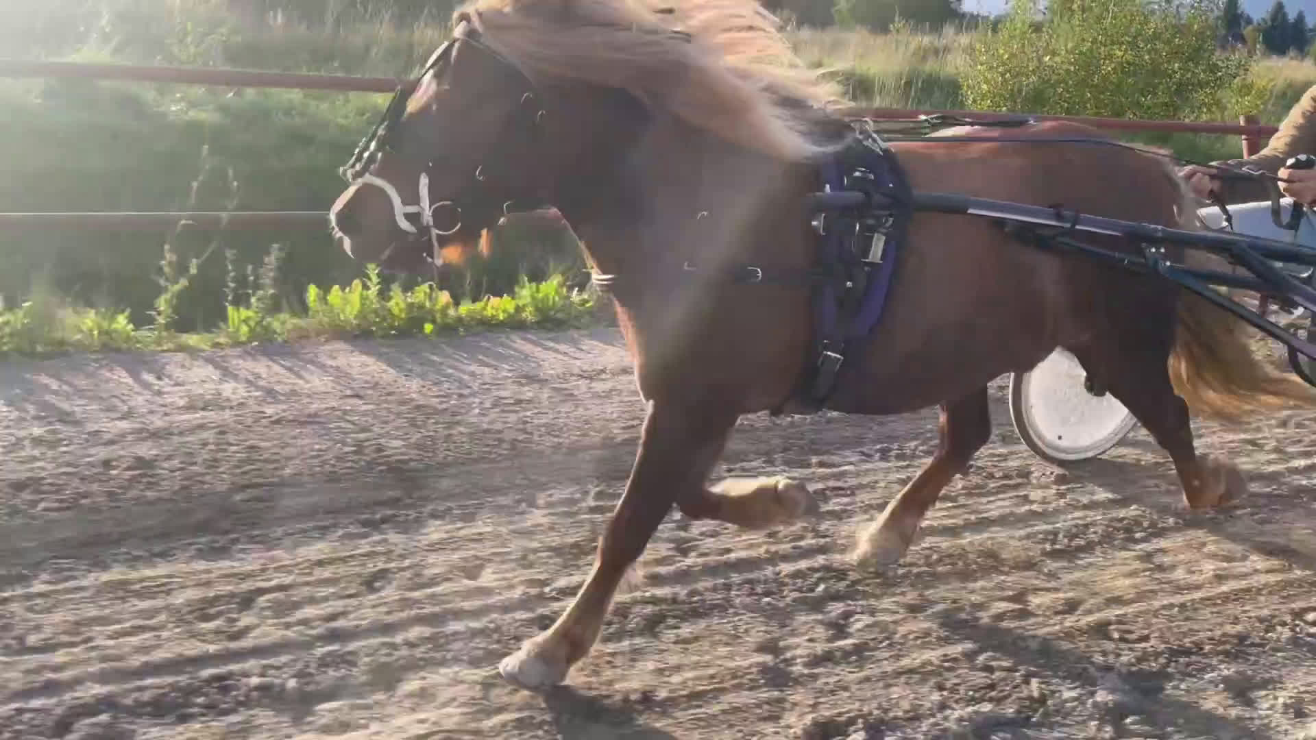 Trav hästar till salu: Trevliga, snälla och duktiga travponnys till salu i Örebro - Video 1