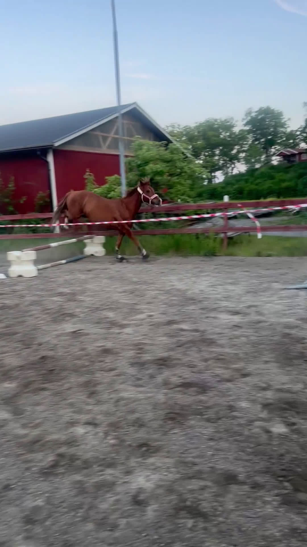 Allround hästar till salu: Rosettplockare och multitalang  i Gusum - Video 5