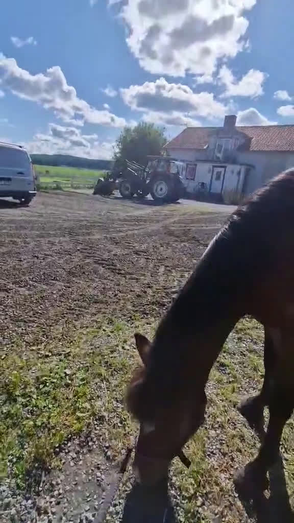 Island hästar till salu: Hästen man aldrig har tråkigt med i Istorp - Video 2