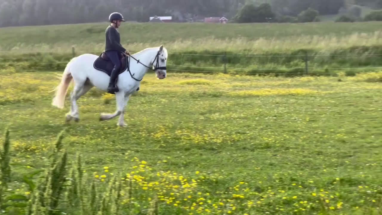 Hoppning hästar till salu: C-ponny ⭐️ i Bollebygd - Video 1