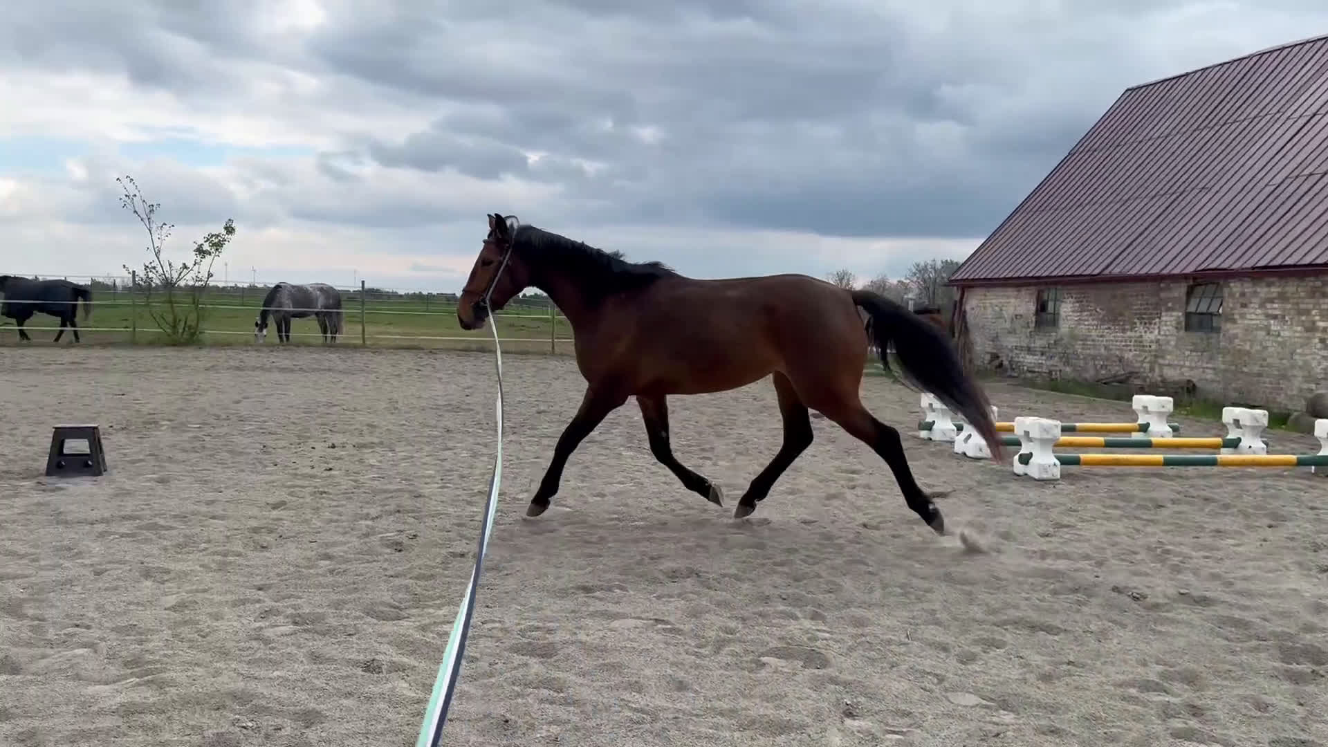 Allround hästar till salu: Uttrycksfullt Sto  i Dösjebro - Video 1