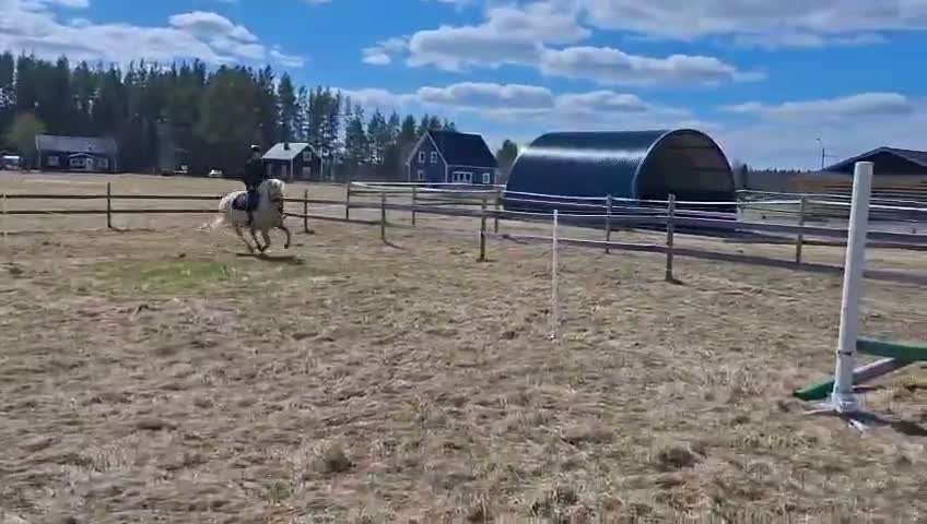Trav hästar till salu: Snäll och trevlig russvalack - Video 2