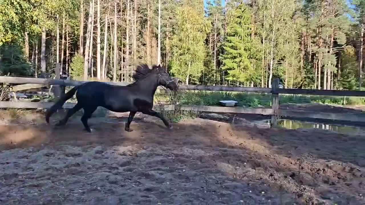 Allround hästar till salu: Trygg och mysig kallblods kille - Video 3