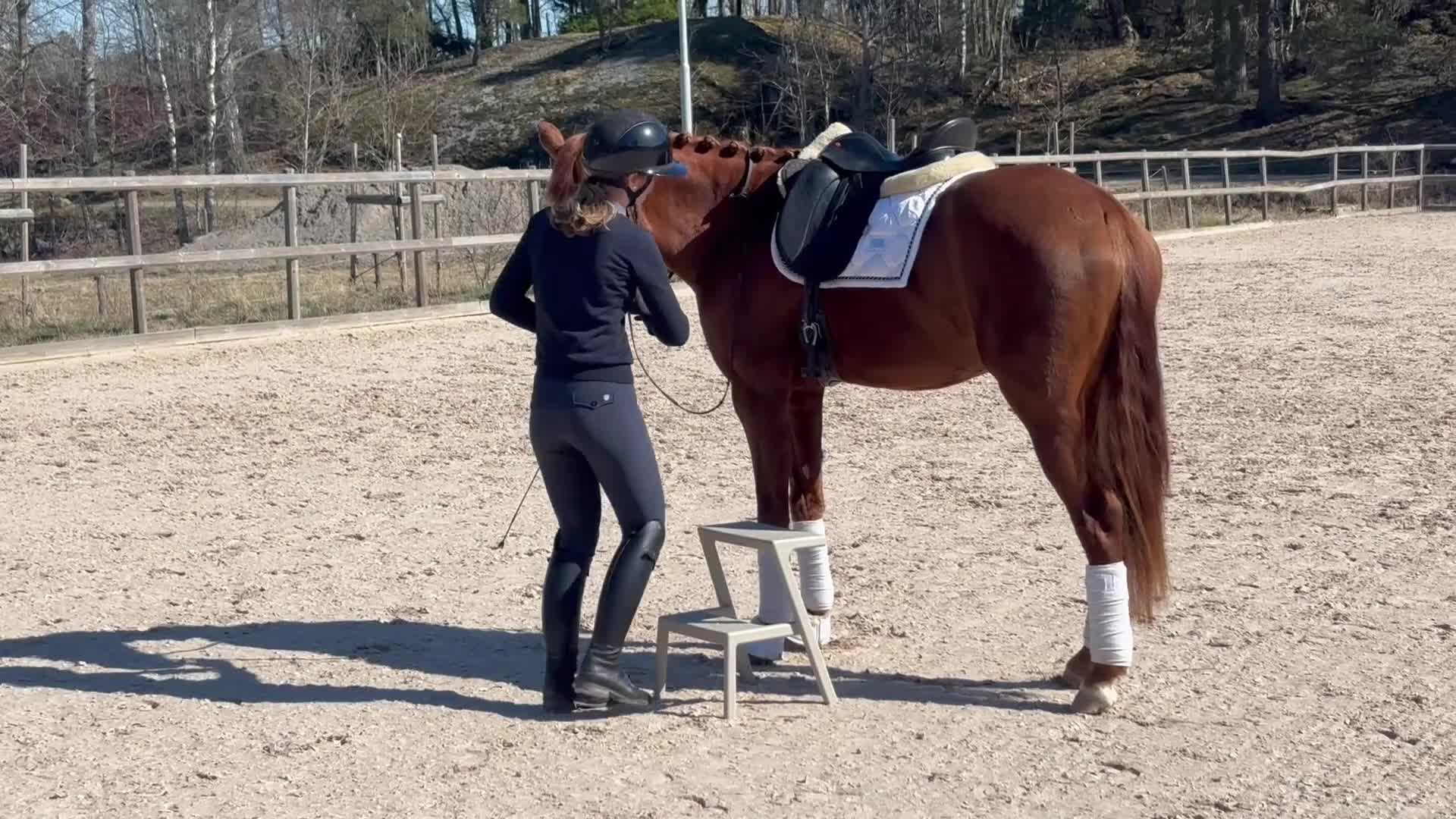 Dressyr hästar till salu: Välstammat 3-årssto av mindre modell - Video 2