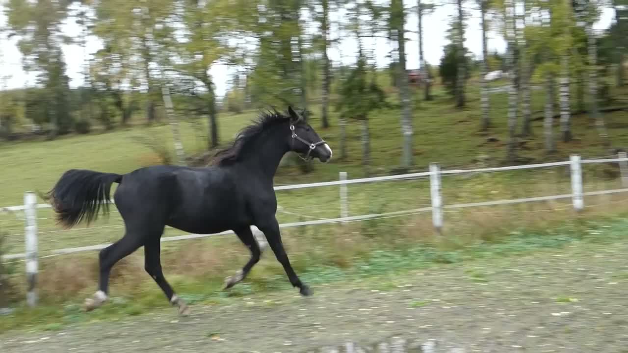 Dressyr hästar till salu: Moderiktig grabb efter Salvatore Ferragamo - Video 2