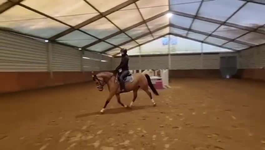 Hoppning hästar till salu: 🌟 Skøn allround pony til salg 🌟 - Video 1