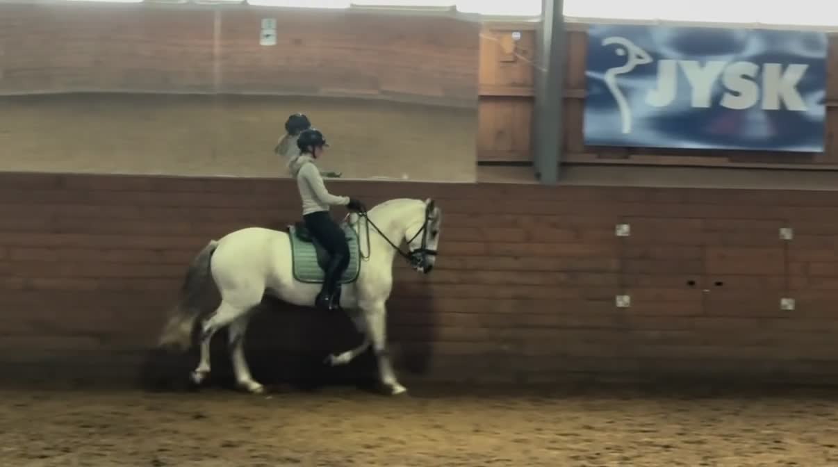 Working Equitation hästar till salu: Utvecklingsbar lusitanovalack🌟 - Video 3